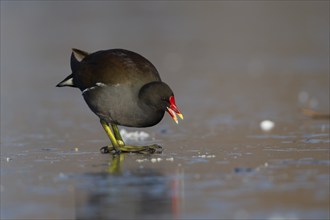 Common moorhen (Gallinula chloropus) adult bird feeding on ice of a frozen pond in winter, England,