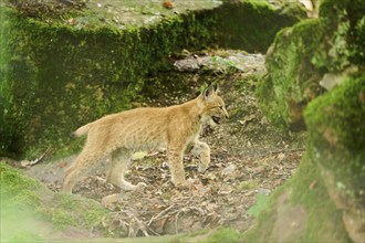 Eurasian lynx (Lynx lynx) youngster walking through a forest, Bavaria, Germany, Europe