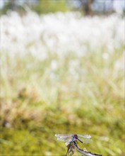 White-faced darter (Leucorrhinia dubia), mature male sitting on a perch, seed clusters in the