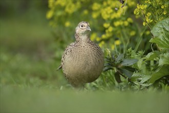 Common pheasant (Phasianus colchicus) adult female bird on a garden grass lawn, Suffolk, England,