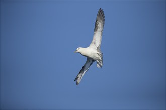 Northern fulmar (Fulmarus glacialis) adult bird in flight, Yorkshire, England, United Kingdom,