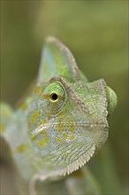 Veiled chameleon (Chamaeleo calyptratus), female, captive, occurring in the Arabian Peninsula