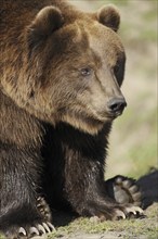 Kodiak bear (Ursus arctos middendorffi), captive, Germany, Europe