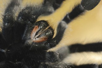 Common tarantula (Avicularia avicularia), female, captive, occurring in Central and South America