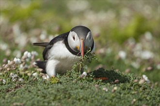 Atlantic puffin (Fratercula arctica) adult bird collecting Sea campion foilage for nesting