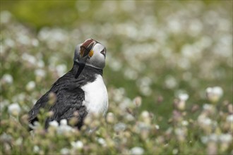 Atlantic puffin (Fratercula arctica) adult bird amongst Sea campion flowers, Skomer island, Wales,