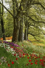 Park and flower meadow with colourful tulips, Mainau Island, Lake Constance, Baden-Württemberg,