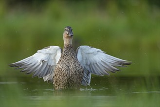 Mallard (Anas platyrhynchos) grooming, female, Aviemore, Scotland, Great Britain