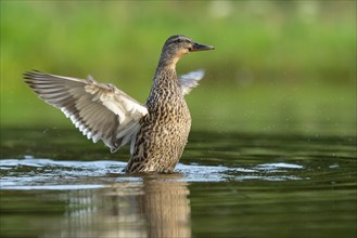 Mallard (Anas platyrhynchos) grooming, female, Aviemore, Scotland, Great Britain