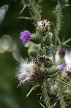 Flower baskets and achenes with pappus, thistle (Carduus acanthoides), thistle, Wetterau, Hesse,