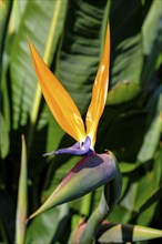 Strelitzia, bird of paradise flower, (Strelitzia juncea), flower, blooming, Kirstenbosch Botanical