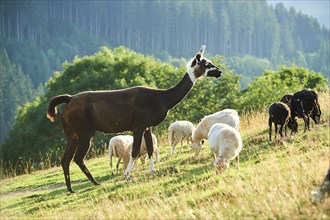 Llama (Lama glama) standing in the middle of domestic sheeps (Ovis aries) on a meadow in the