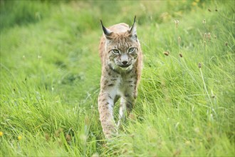 Eurasian lynx (Lynx lynx) walking through the grass, Wildpark Aurach, Kitzbühl, Tirol, Austria,