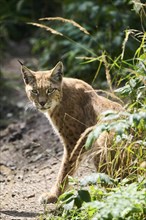 Eurasian lynx (Lynx lynx) sitting behin bushes, Bavaria, Germany, Europe