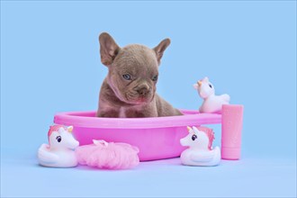 Cute Isabella French Bulldog dog puppy in pink bathtub with unicorn rubber ducks on blue background