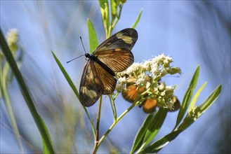 Butterfly of the species Actinote pellenea on wildflower Austroeupatorium inulifolium, in Spanish