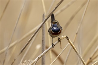 Bluethroat (Luscinia svecica) singing on a reed, wildlife, Germany, Europe