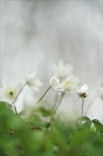 Wood anemone (Anemone nemorosa), Germany, Europe