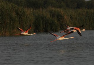 Flamingos in flight, Flamingos in the Carmague, Bouches-du-Rhône, Provence, France, Europe