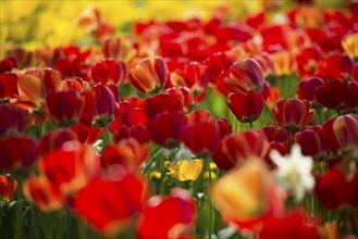 Flower meadow with colourful tulips, Mainau Island, Lake Constance, Baden-Württemberg, Germany,