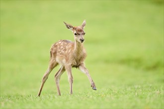 Red deer (Cervus elaphus) fawn running on a meadow in the mountains in tirol, Kitzbühel, Wildpark