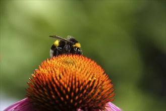 Bumblebee, Summer, Germany, Europe