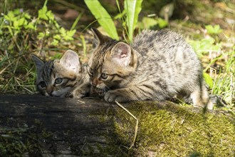 Two kittens lying on moss-covered wood in the forest, wildcat (Felis silvestris), kittens, Germany,