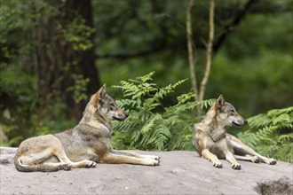 Two gray wolves (Canis lupus), Germany, Europe