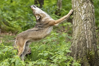 A wolf stretches on a tree trunk in the forest, surrounded by green plants, European grey gray wolf