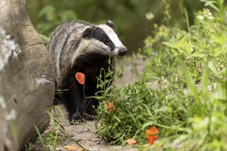 Badger examining the meadow with poppies next to a tree trunk, european badger (Meles meles),