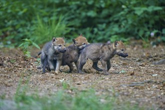 Gray wolf (Canis lupus), three puppies playing in the forest, summer, Germany, Europe