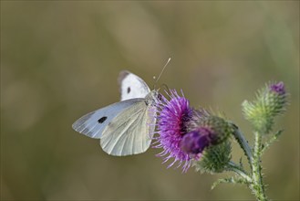 Butterfly, white butterfly (Pieridae), butterfly sitting on a flower of thistle (Cirsium vulgare),