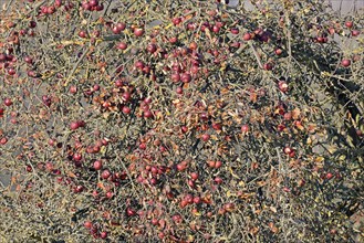 Apple tree (Malus domestica) in winter with eaten red apples, food source for wild animals, North