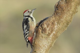 Middle Spotted Woodpecker (Dendrocopos medius) sitting on a branch, Animals, Birds, Woodpeckers,