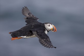 Puffin (Fratercula arctica), in flight, Grimsey Island, Iceland, Europe