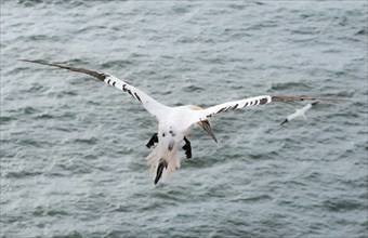 Northern gannet (Morus bassanus) (synonym: Sula bassana), not yet coloured juvenile flies with