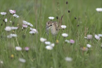 Common redshank (Tringa totanus), chicks in a flower meadow, Lower Rhine, North Rhine-Westphalia,