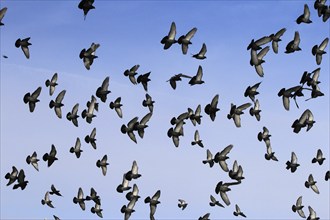 City pigeons in winter, Saxony, Germany, Europe