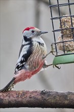 Middle Spotted Woodpecker (Dendrocopos medius), Lower Saxony, Germany, Europe