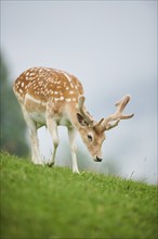 European fallow deer (Dama dama) stag standing on a meadow, tirol, Kitzbühel, Wildpark Aurach,