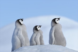 Emperor penguins, Aptenodytes forsteri, Tree Chicks, Snow Hill Island, Antartic Peninsula,