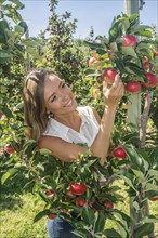 Young attractive blonde smiling woman picking apple in Scania fruit district, Kivik, Österlen,