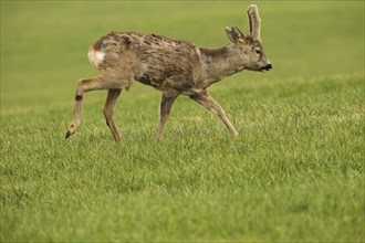 European roe deer (Capreolus capreolus) buck with velvet antlers crossing the meadow, Allgäu,