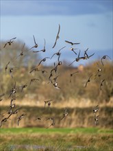 Peregrine Falcon (Falco peregrinus) during an attack on Eurasian Wigeon (Mareca penelope) ducks