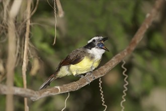 Great kiskadee (Pitangus sulphuratus), feeding, captive, occurring in Central and South America