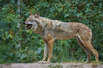 Gray wolf (Canis lupus), in the forest, on a sandy hill, surrounded by green leaves and trees,