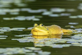 Bull frog. Lithobates catesbeianus, . Bull frog floating on a lake and warming up at the sun. La