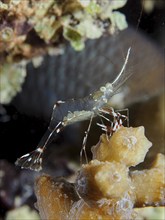 Transparent cave cleaner shrimp (Urocaridella), cleaner shrimp, dive site House Reef, Mangrove Bay,