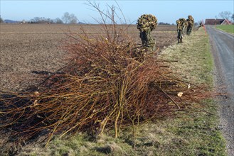 Pile of cut twigs at freshly pruned willow trees in Skurup municipality, Skåne, Sweden,