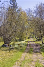 Budding trees in a tree grove with a dirt road at springtime